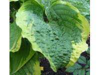 Hosta 