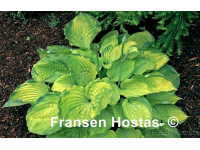 Hosta 