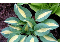 Hosta 