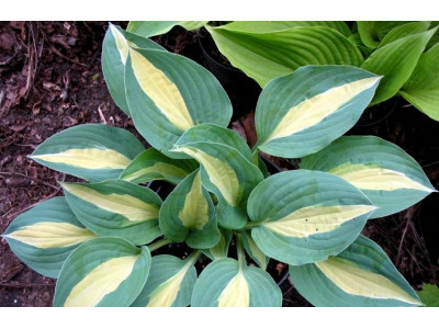 Hosta 