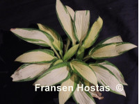 Hosta 