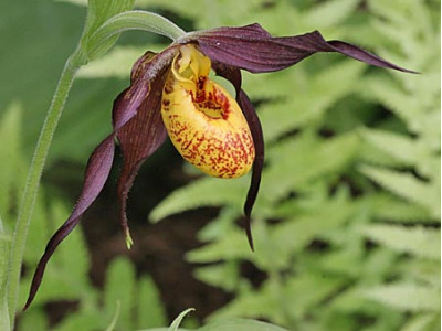 Cypripedium chauncey