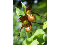 Cypripedium гибрид 