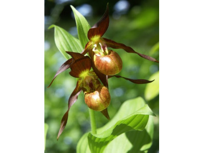 Cypripedium гибрид 
