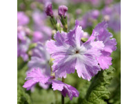 Примула 