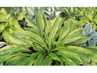 Hosta 