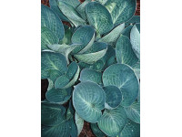 Hosta 
