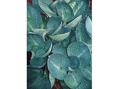 Hosta 