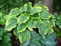 Hosta 