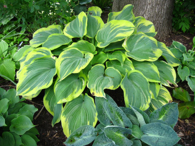 Hosta 
