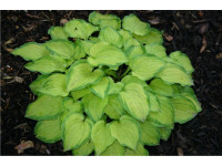 Hosta 