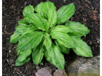 Hosta 