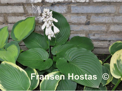 Hosta 