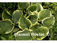 Hosta 
