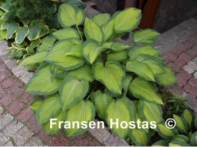 Hosta 