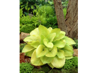 Hosta 