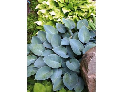 Hosta 