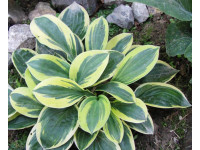 Hosta 
