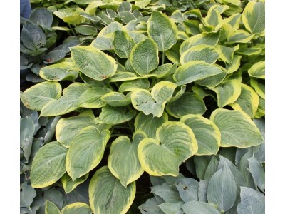 Hosta 