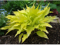 Hosta 
