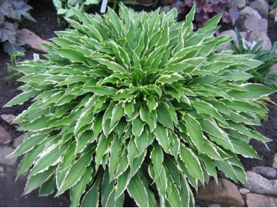 Hosta 