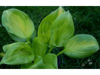 Hosta 