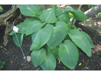 Hosta 