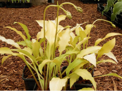Hosta 