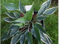 Hosta 