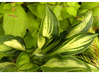 Hosta 