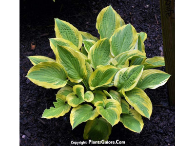 Hosta 