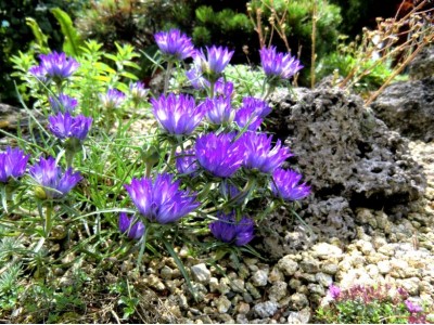 Эдрайантус злаколистный