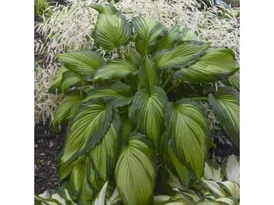 Hosta 